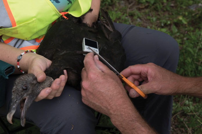 167th, Argos, USDA continue black vulture research