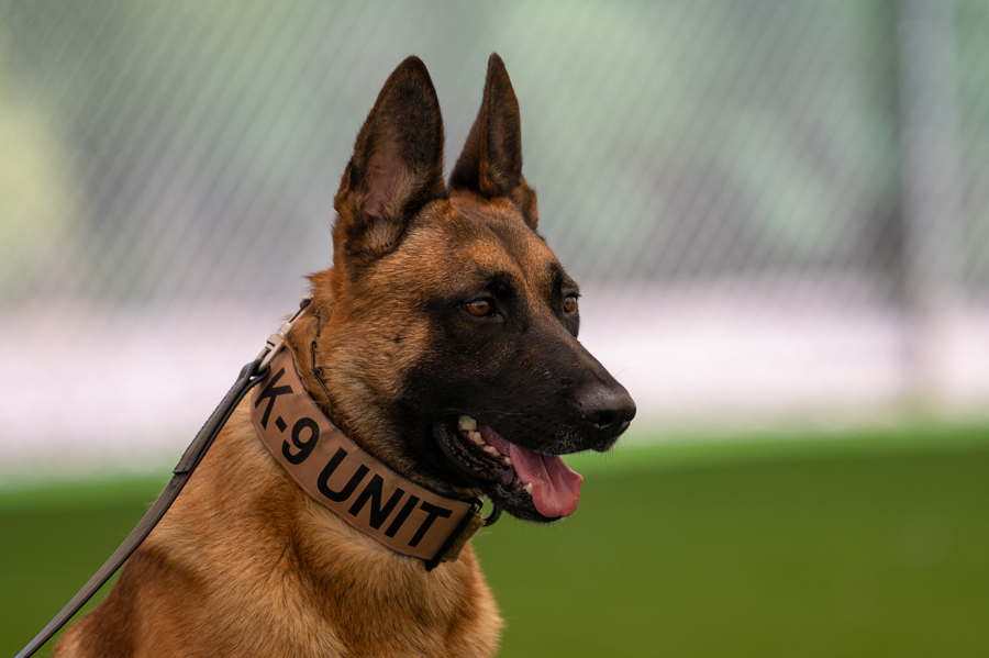Kiler the new Military working dog Desert Lightning News