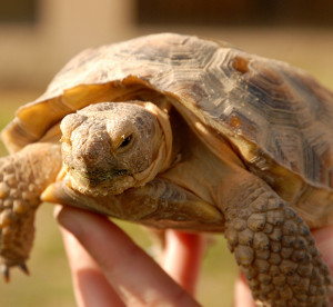 tortoise1