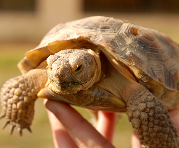 eafb-tortoise1