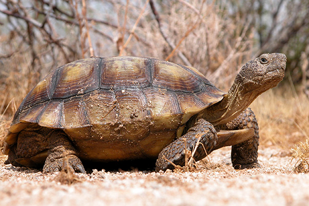 eafb-tortoise2