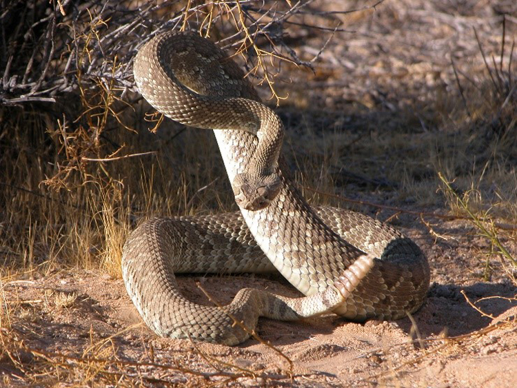 Venomous or Not Snake Quiz - A-Z Animals