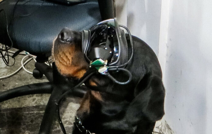 army dogs1