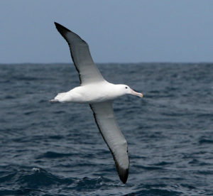 Image courtesy of J. Phillip Barnes/www.HowFliesTheAlbatross.com