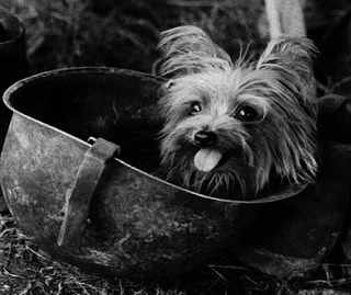 Smokey sales war dog