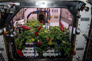 NASA’s Second Pepper Harvest Sets Record on Space Station