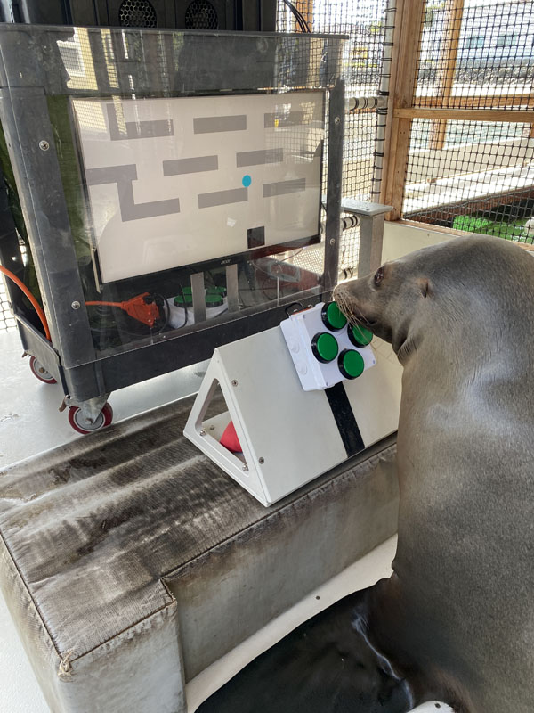 The Navy's sea lions love video games - Aerotech News & Review