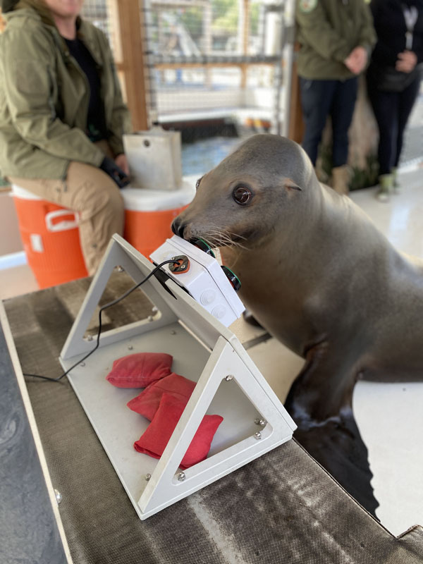 The Navy's sea lions love video games - Aerotech News & Review