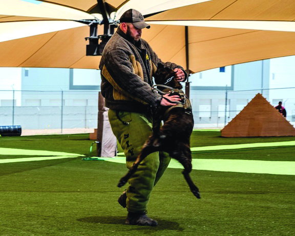 Rik, a K-9 with the Casa Grande Police Department, bites a decoy during a K-9 competition, May 14, 2025, at Luke Air Force Base, Arizona. The competition featured an obstacle course for the working dogs, testing their abilities in differing terrain and raised ledges to see how the K-9s adapt to unfamiliar settings. Awards such as Tough Dog, was based on greatest running speed, force of impact, and bite strength, were awarded to the K-9s.