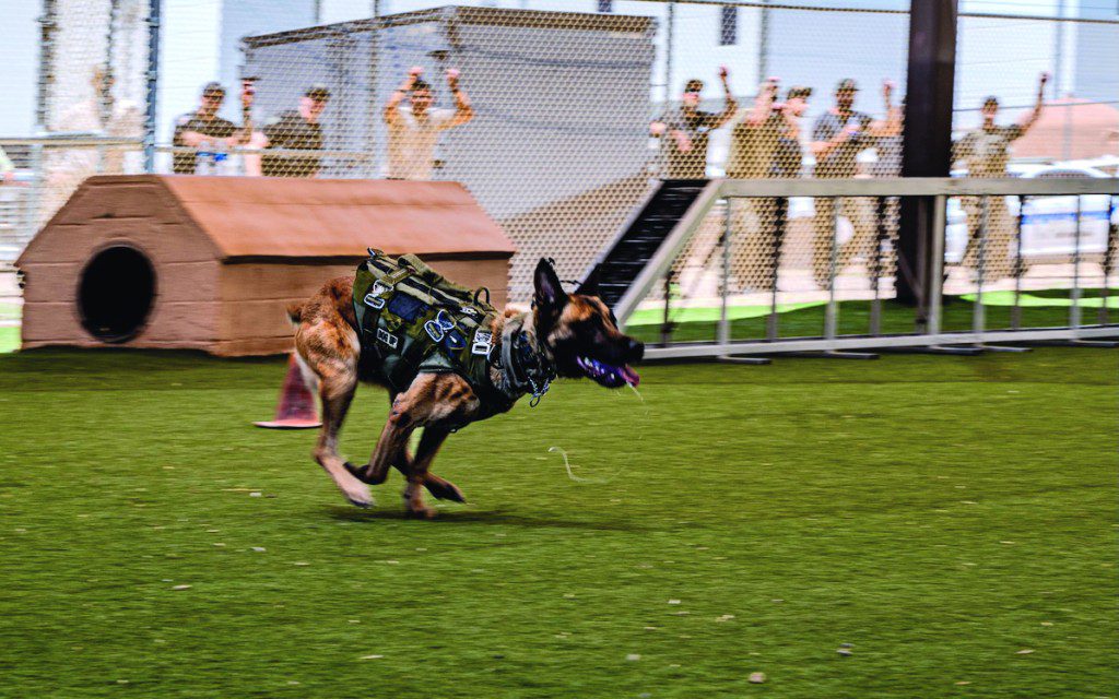 Ralph, a K-9 with the Maricopa County Sherrif’s Office, sprints toward a target during a police and military K-9 competition, May 14, 2025, at Luke Air Force Base, Arizona. The MCSO’s K-9 unit assists with patrol duties, searches, tracking, apprehension of suspects, and bomb and narcotics detection. These K-9s and their handlers undergo extensive training to ensure qualification for their assigned duties. 
