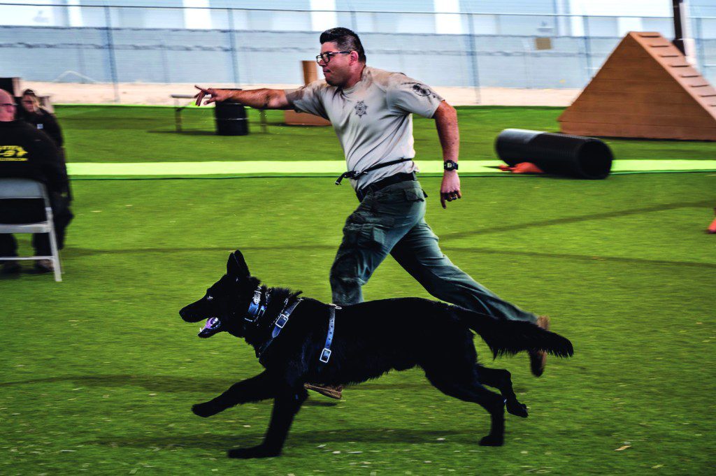 Christian Corrales, Arizona Department of Corrections dog handler, and his K-9 partner, Dag, compete in a K-9 event, May 14, 2025, at Luke Air Force Base, Arizona. Popular law enforcement K-9 breeds include German Shepherds, Belgian Malinois, Bloodhounds, and Labrador Retrievers. Depending on their specialized tasks, these dogs can be either single-purpose or dual-purpose.
