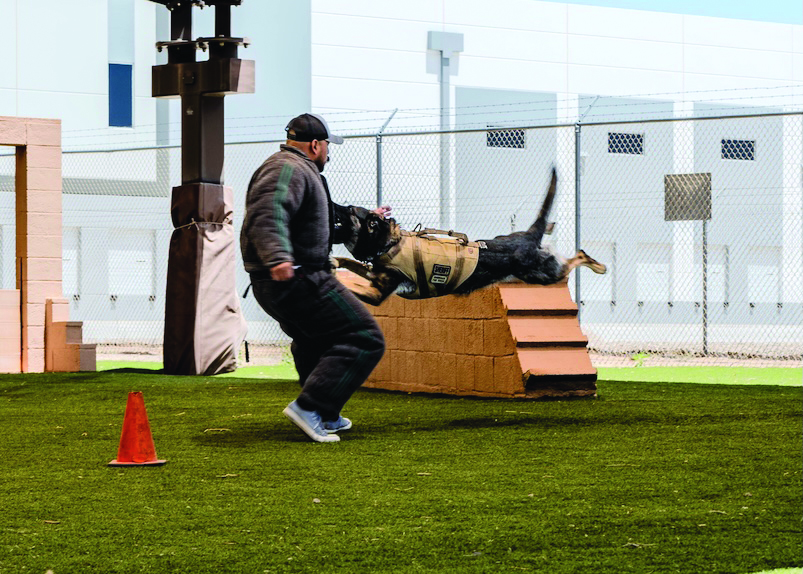 Axl, a K-9 with the Maricopa County SWAT Division, bites a decoy during a police and military K-9 competition, May 14, 2025, at Luke Air Force Base, Arizona. In March 2024, K-9 Axl alerted narcotics officers of an envelope disguised as legal mail at a Lower Buckeye jail, revealing pages soaked in methamphetamine. The hard work of K-9 partners on the front lines contributes significantly to community safety.