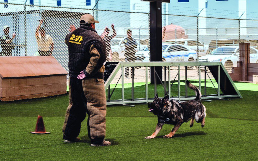 Blitz, a K-9 assigned to the Casa Grande Police Department, runs toward a decoy during a police and military K-9 competition, May 14, 2025, at Luke Air Force Base, Arizona. Beyond their daily work in the K-9 unit, these handlers and their canine counterparts also showcase their skills through competitions and public demonstrations. These demonstrations allow the unit to connect with the community at public safety events and schools.